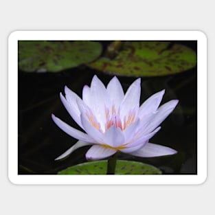 Water Lily Flower Sticker